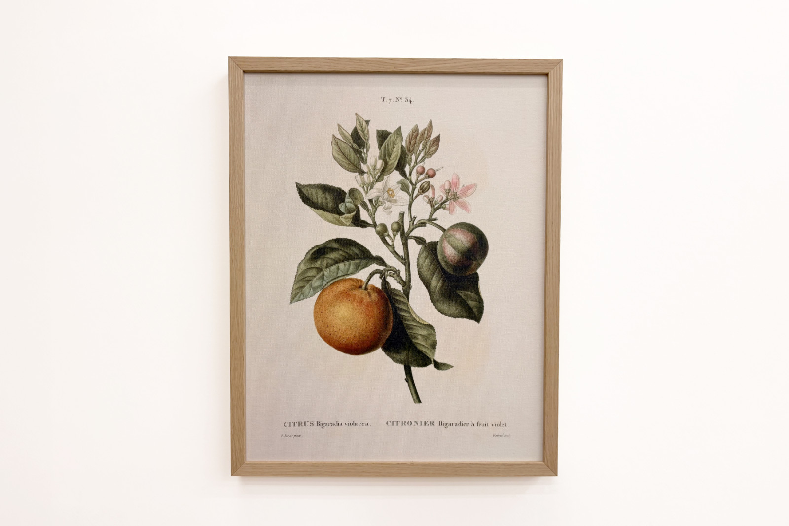 Bitter orange (Citrus aurantium) with violet fruit by Pierre Joseph Redouté - Pierre-Joseph Redouté