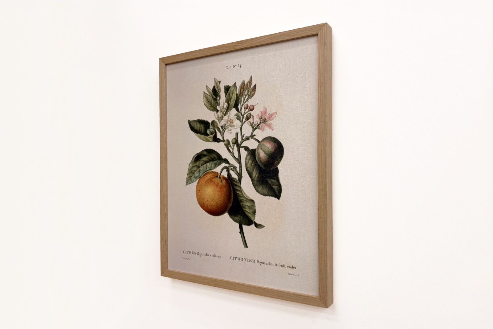 Bitter orange (Citrus aurantium) with violet fruit by Pierre Joseph Redouté - Pierre-Joseph Redouté