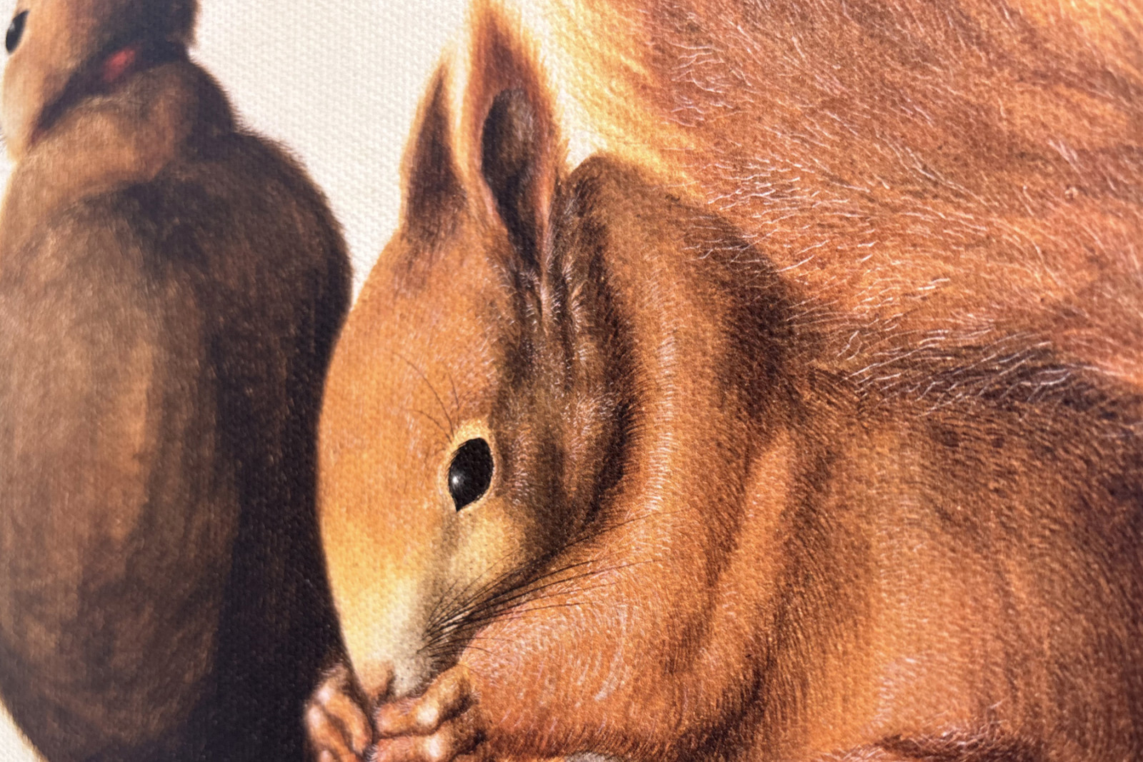 Squirrels, 1512 - Albrecht Dürer
