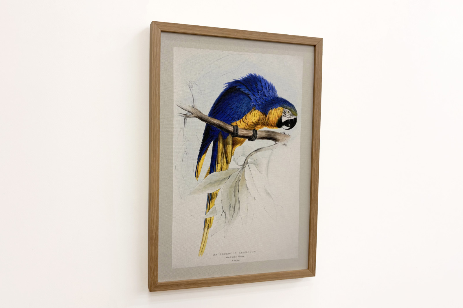 Blue-and-yellow Macaw - Edward Lear