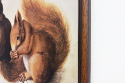 Squirrels, 1512