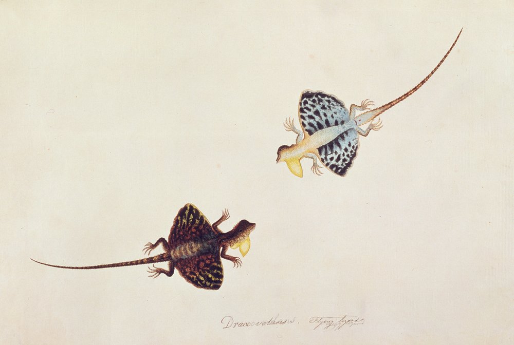 Flying Lizard, Draco volans, Soompah Soompah, from Drawings of Animals ...