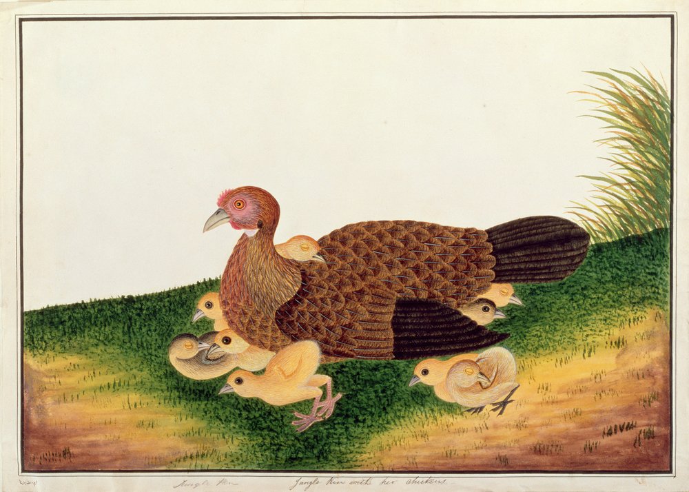 Jangle Hen with her chickens, from Drawings of Birds from Malacca, c.1805-18 by Chinese School