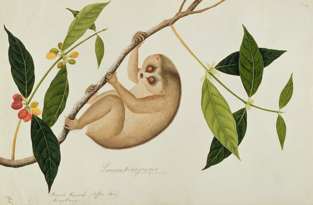 Lemur tardigradus, Booah Kawah (coffee tree), Kong Kang, from Drawings of Animals, Insects and Reptiles from Malacca, c. 1805-18 by Chinese School