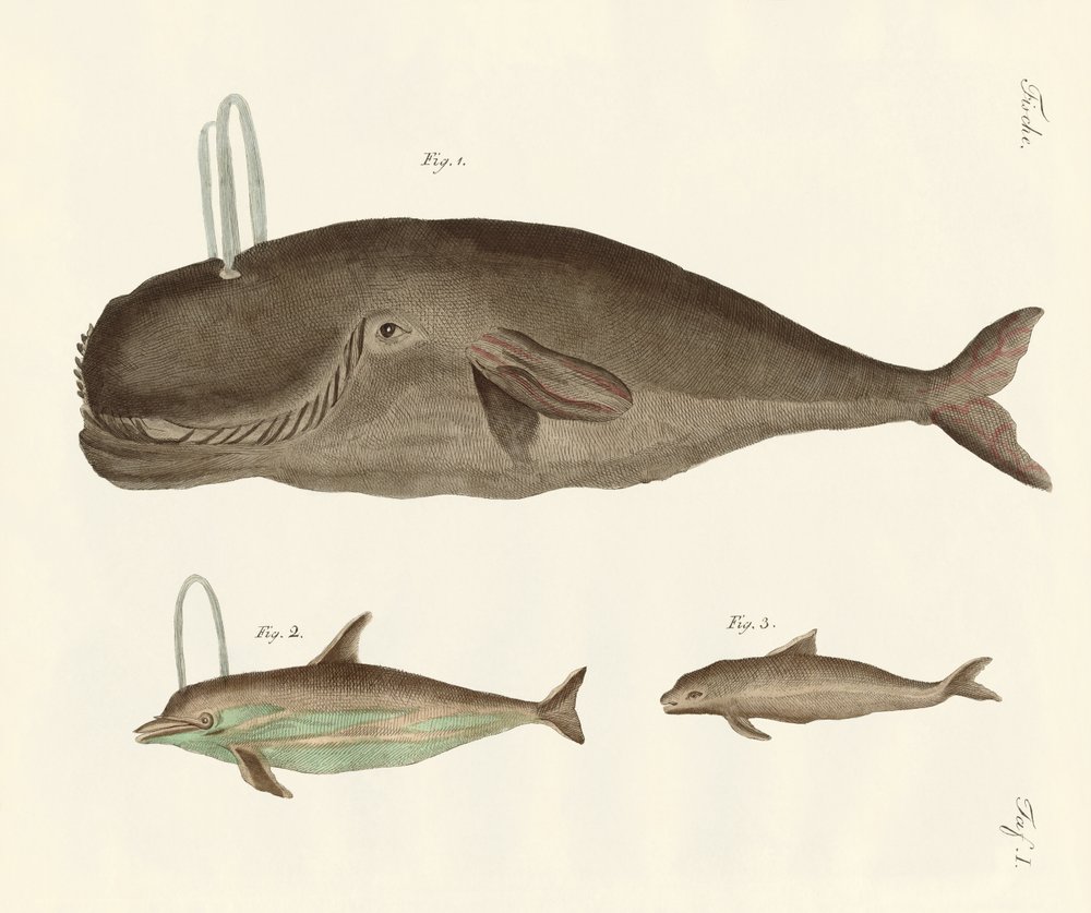 Three Kinds of Whales by German School