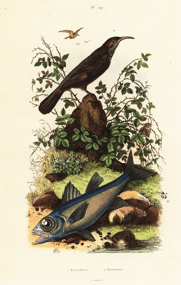Grey-crowned babbler and black cardinal fish by Adolph (after) Fries