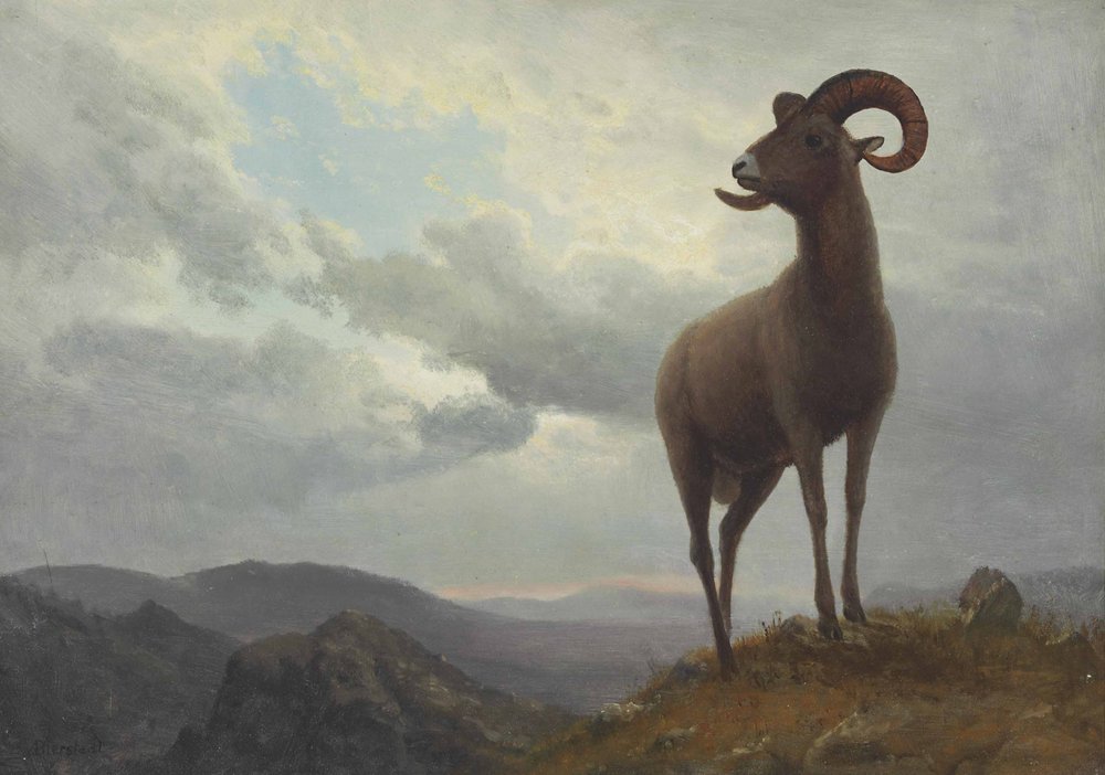 Long Horned Sheep by Albert Bierstadt