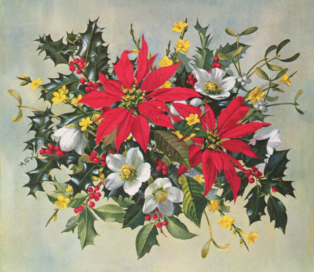 PB274 Christmas Flowers by Albert Williams