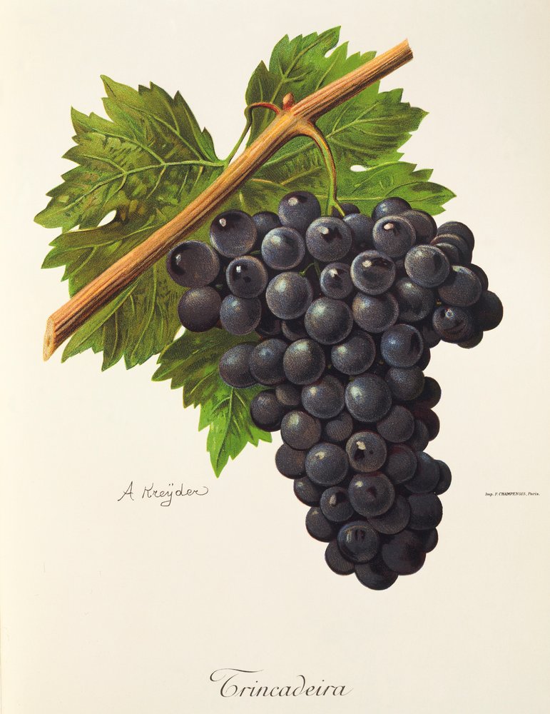 Trincadeira grape by Alexis Kreyder: Buy fine art prints