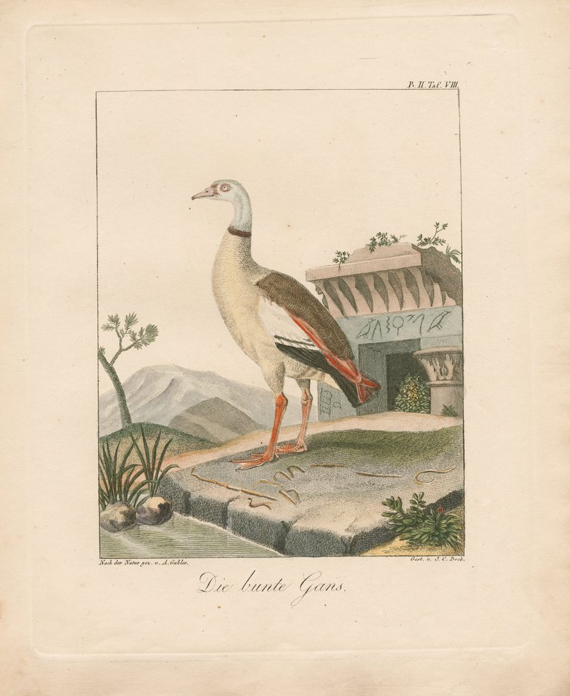 Egyptian Goose by Ambrosius Gabler