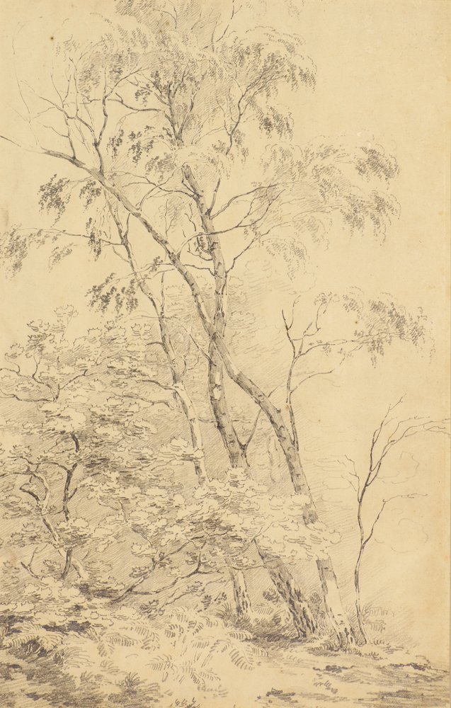 Trees at Bromley by Amelia Long