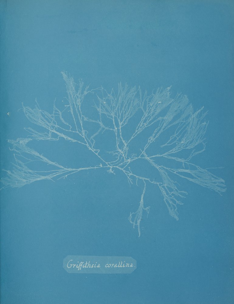 Griffithsia Corallina by Anna Atkins