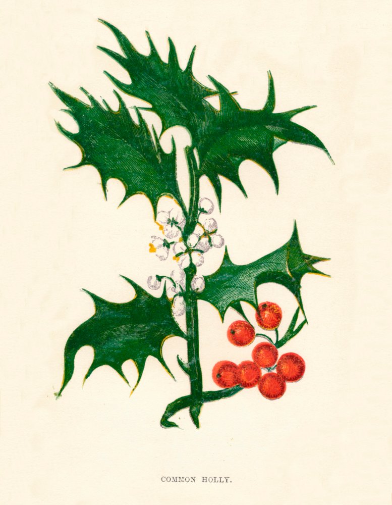 Common Holly by Anne Pratt
