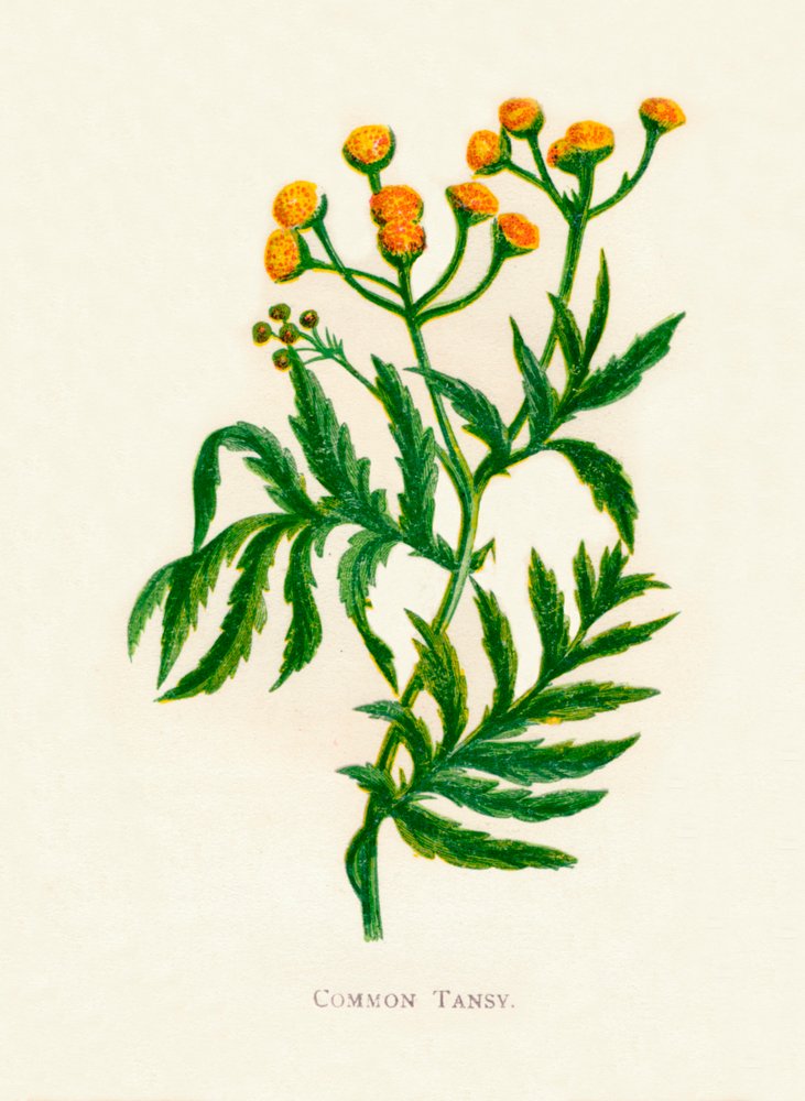 Common Tansy by Anne Pratt