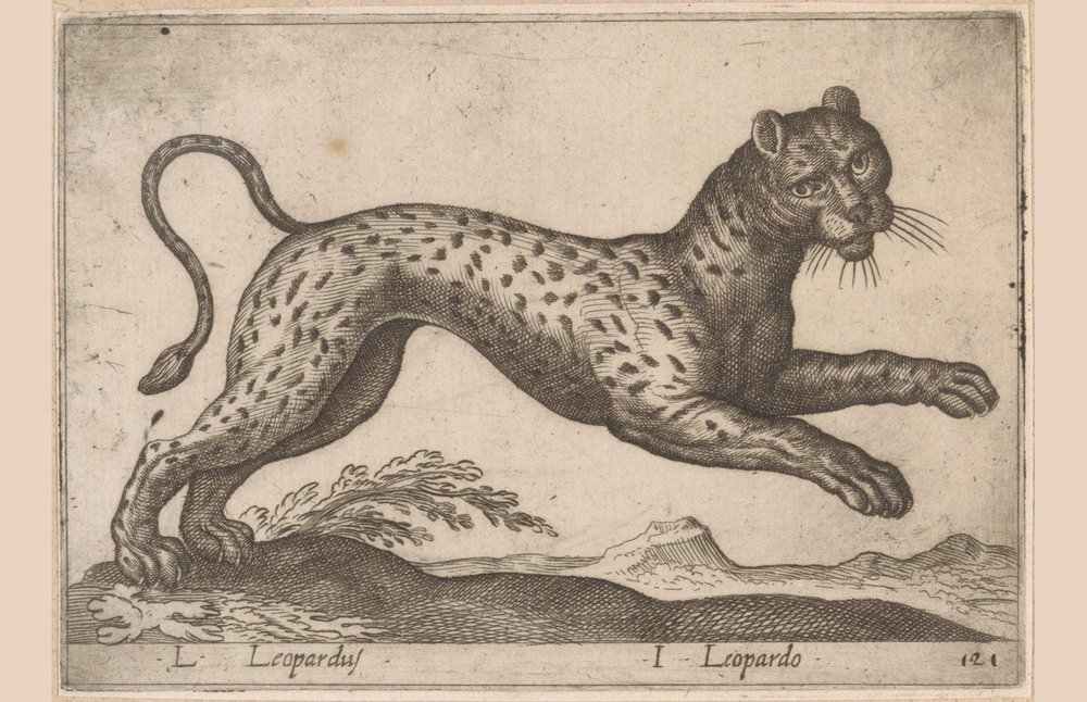 Leopard (Animals and Fabulous Creatures series, Nova raccolta de li ...