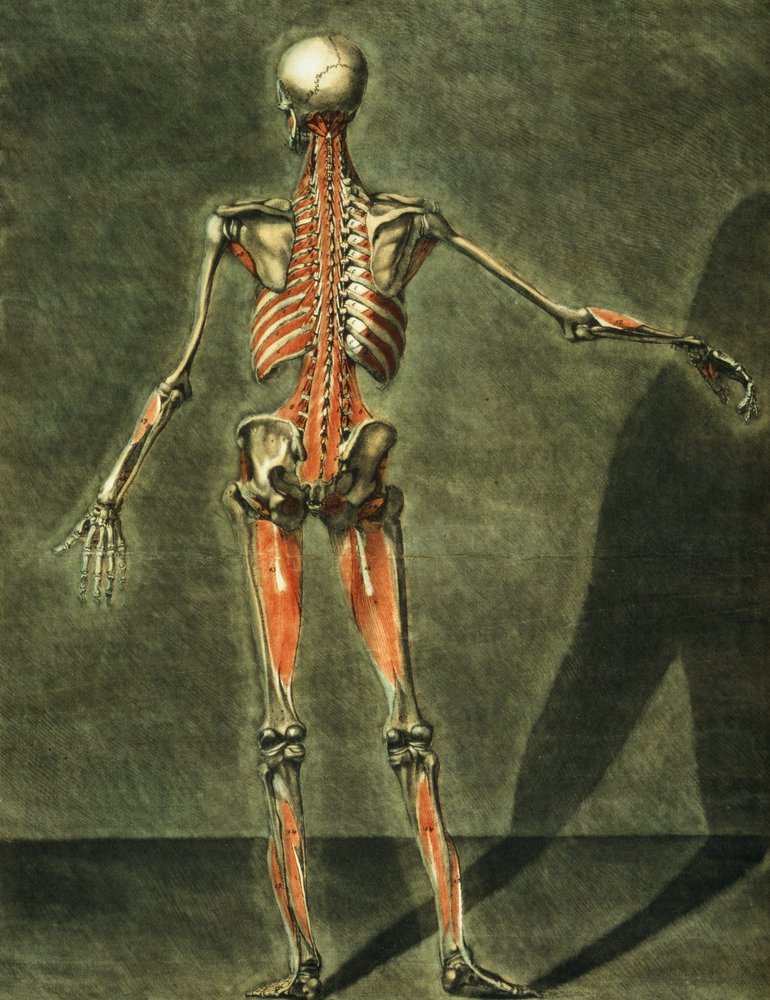 Deep Muscular System of the Back of the Body, plate 10 of a complete ...
