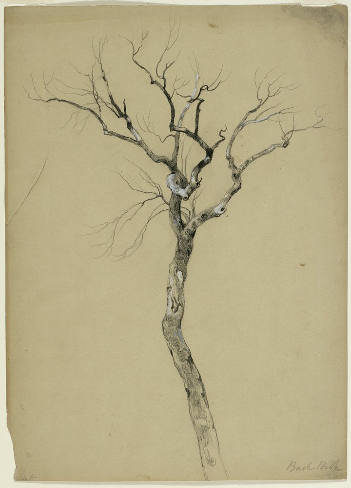 Study of a Bare Tree, South Egremont, Massachusetts by Asher Brown Durand