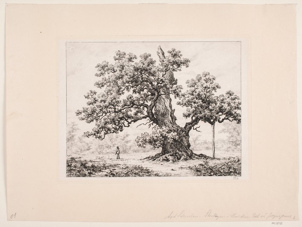 The Stork Oak, Jægerspris by Axel Schovelin