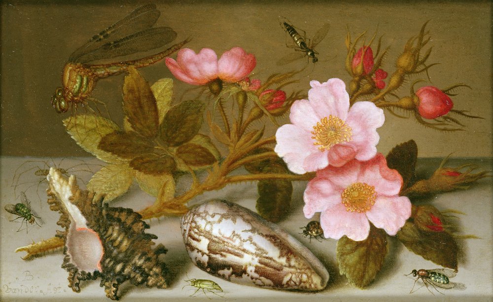 Still life depicting flowers, shells and a dragonfly by Balthasar van der Ast