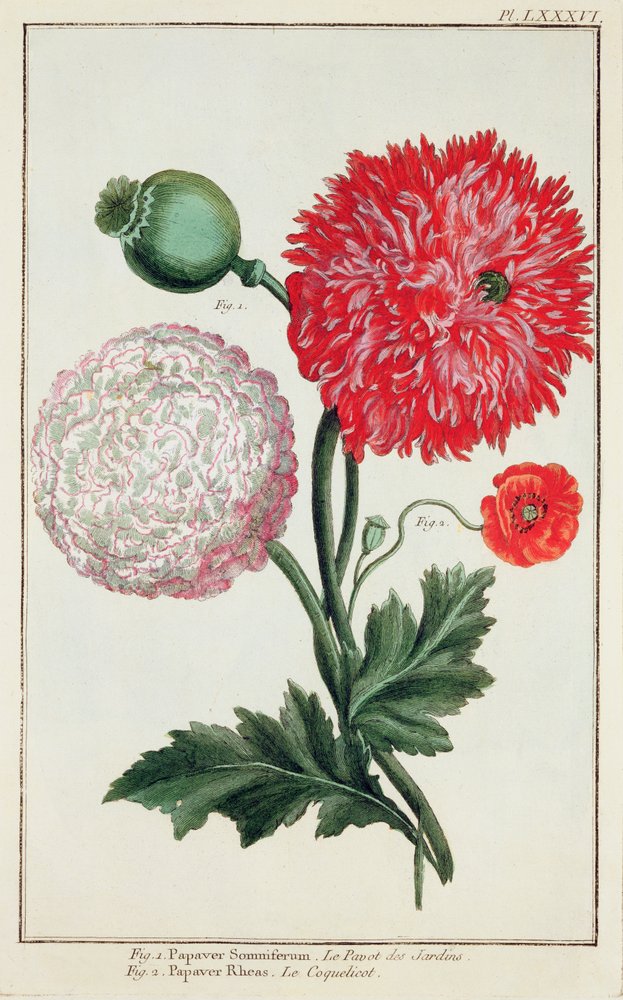 Papaver somniferum and Papaver rheas (engraved by German School 18th ...
