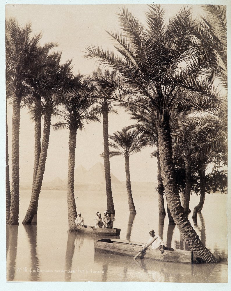 A Palm Grove at the Foot of the Pyramids of Egypt - photograph by the ...