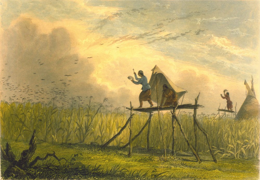 Guarding the Corn Fields, 1853 by Captain Seth Eastman