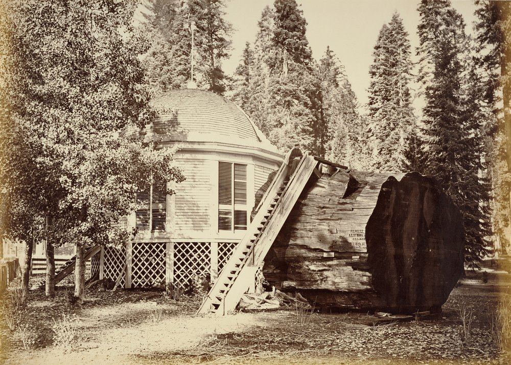 The Pavilion on the Stump, 28 ft. Diam. by Carleton Watkins