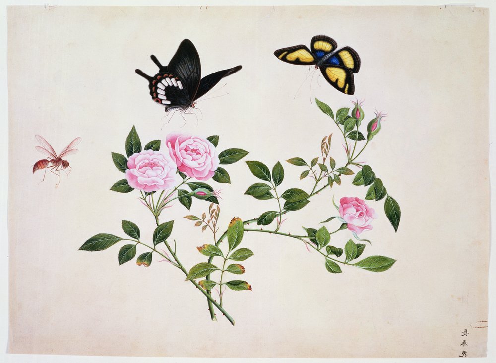Roses in Bud and Bloom with Butterflies and Insects