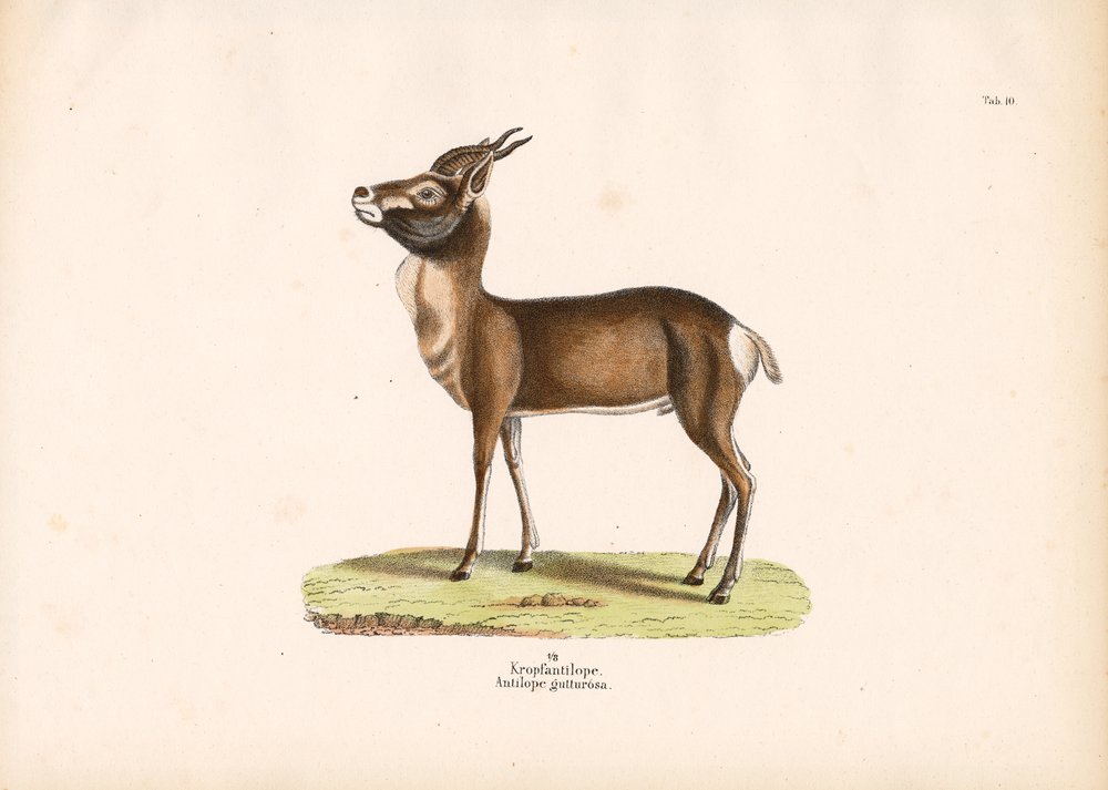 Springbok by Conrad Kull: Highest-quality art reproduction