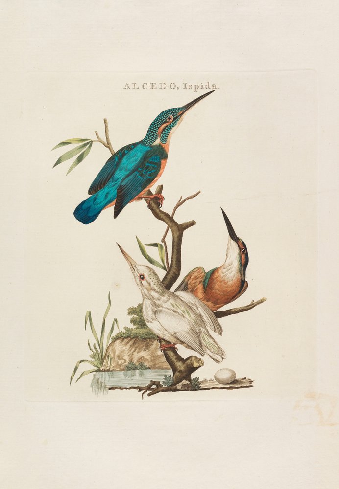 Nederlandsche Vogelen: Volgens Hunne Huishouding, Aert, en Eigenschappen by Cornelius Nozeman