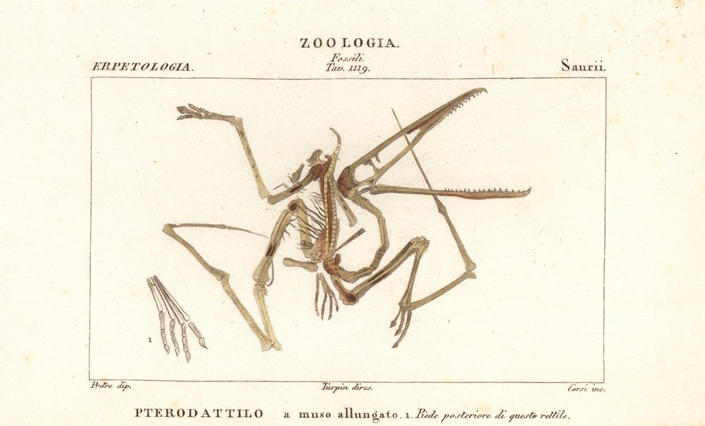 Fossil skeleton of an extinct pterodactyl by Corsi Corsi