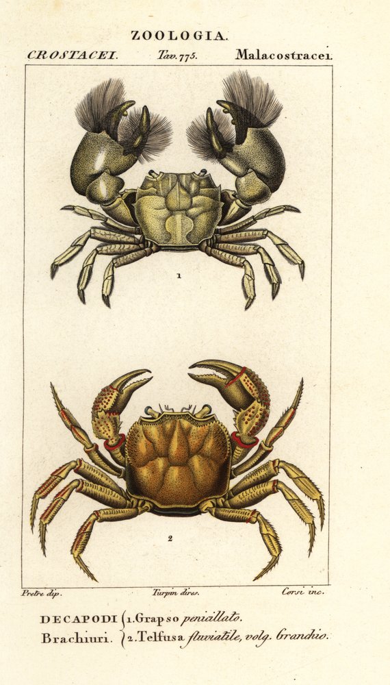 Hemigrapsus Penicillatus and Potamon Fluviatile by Corsi Corsi