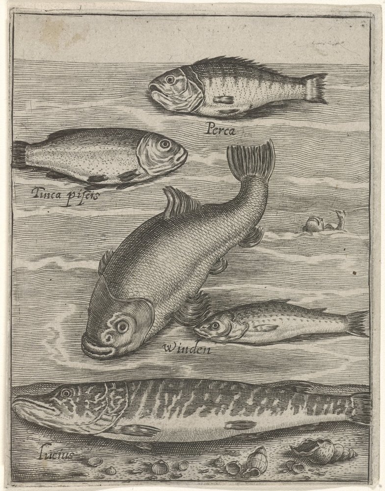Study Sheet with Five Fish by Crispijn van de Passe (I)