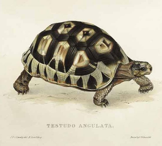 Testudo angulata by Edward Lear