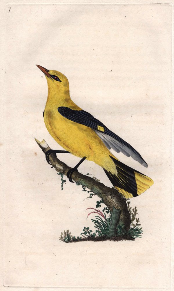 European loriot. Oriolus oriolus by Edward Donovan