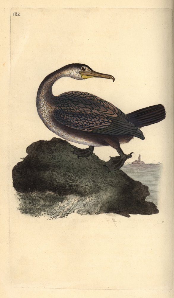 European shag, Phalacrocorax aristotelis. Handcoloured copperplate drawn and engraved by Edward Donovan from his own “Natural History of British Birds,” London by Edward Donovan