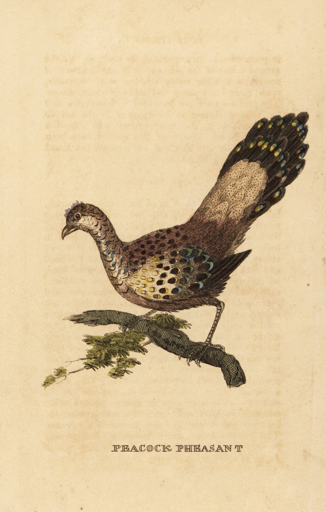 Grey Peacock-Pheasant, Polyplectron bicalcaratum by Edward Donovan