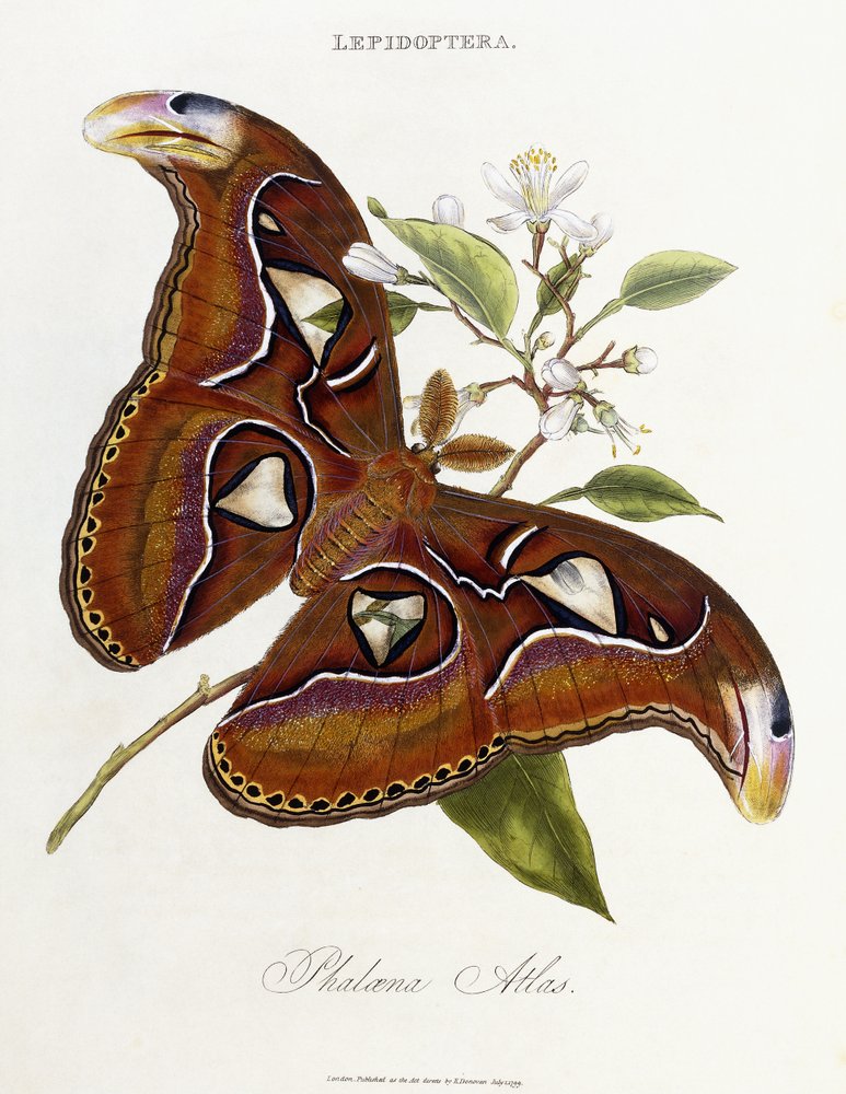 Lepidoptera: Phaloena Atlas, 1798-1799 by Edward Donovan