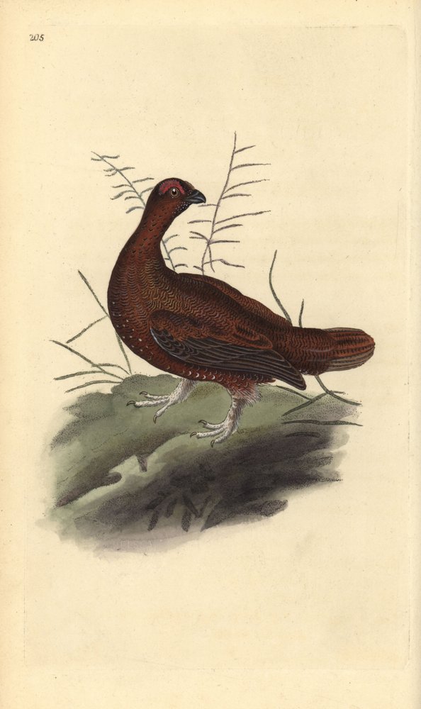Red grouse, Lagopus lagopus scotica. Handcoloured copperplate drawn and engraved by Edward Donovan from his own “Natural History of British Birds,” London by Edward Donovan