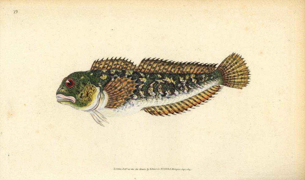 Shanny, Lipophrys pholis by Edward Donovan: Fine art print