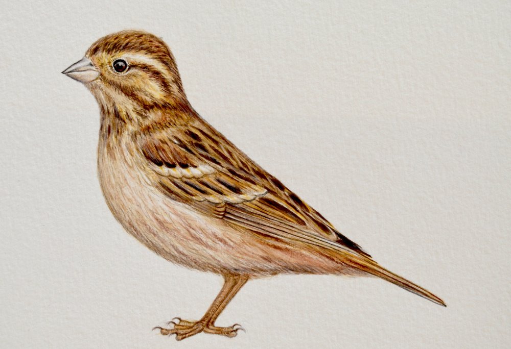 Reed Bunting, 2023 by Eleanor Grafton: Buy fine art print