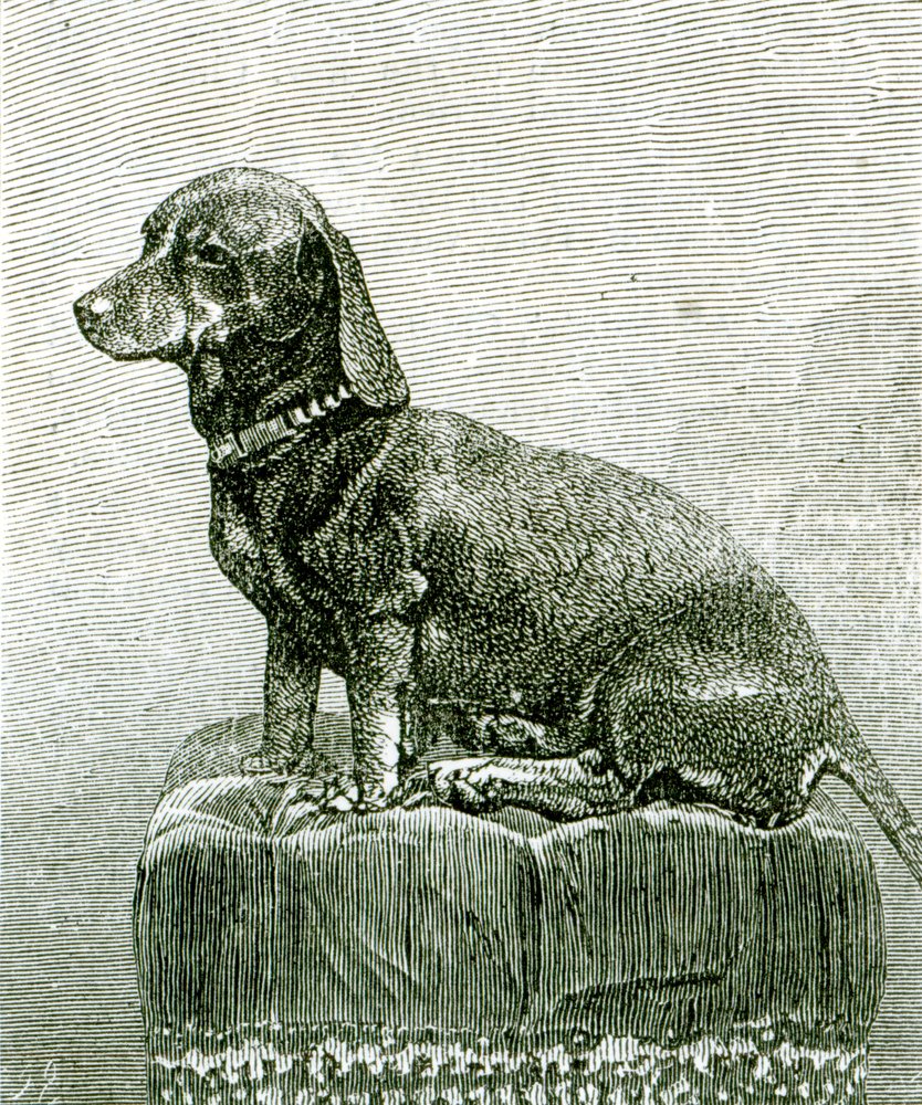 The Dog Jacob, from 