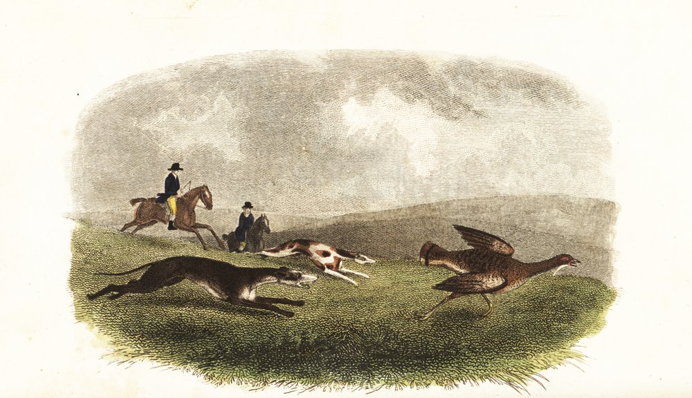Greyhounds Chasing a Great Bustard, Otis tarda, for Sport by English School