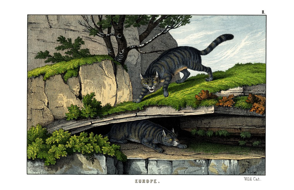 Wild Cat by English School