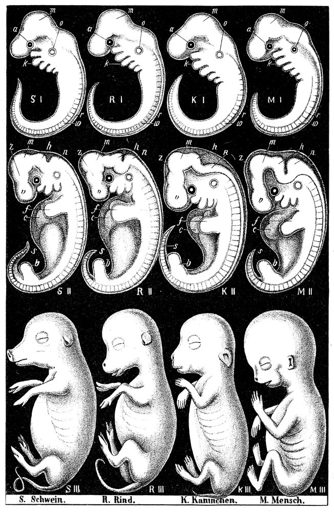 Rabbit Embryogenesis Taxidermy Rabbit Embryo And Placenta