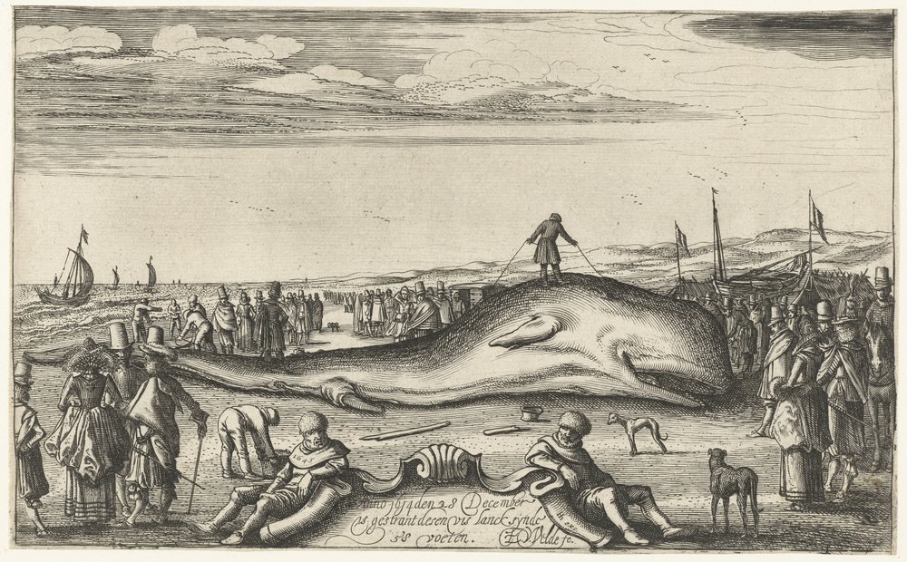 Stranded Sperm Whale on the Beach at Noordwijk, 1614 by Esaias van de Velde
