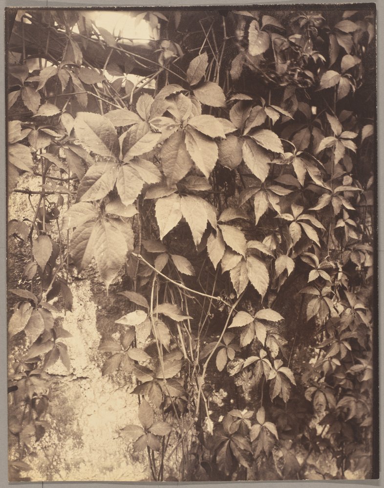 Virginia Creeper by Eugène Atget
