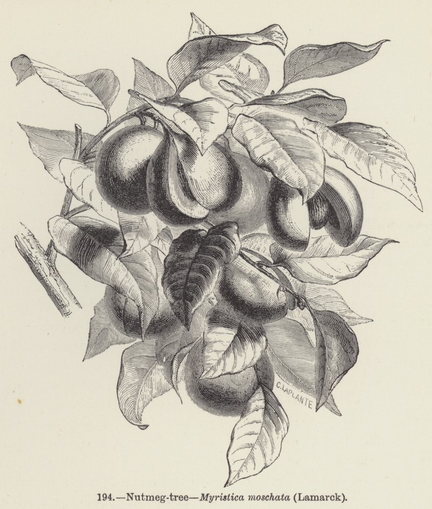 Nutmeg-tree, Myristica moschata, Lamarck by European School, image size:849x1000