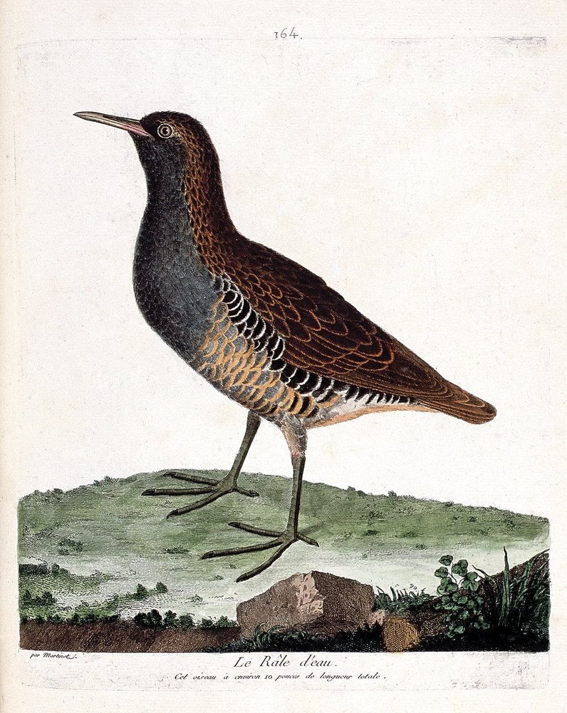 Zoological Chart (Ornithology): The Water Rale (Rallus Aquaticus ...