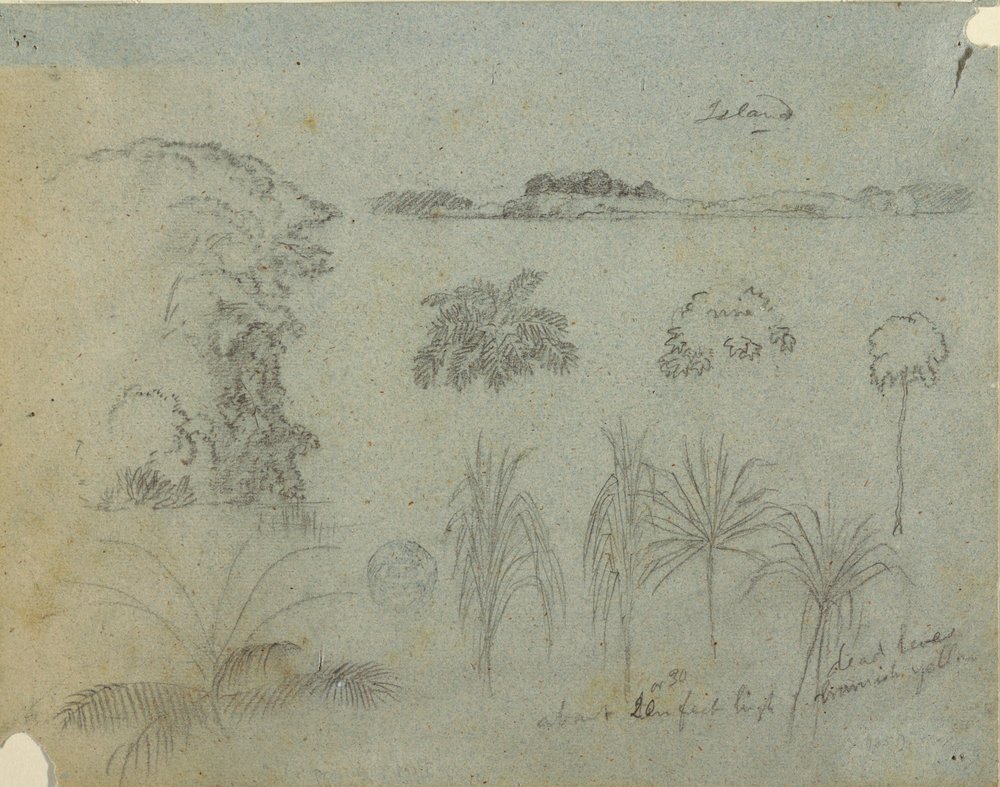 Study with Tree Tops, Trees, Five Designs of Plants, and a Distant Island, ca. 1852–53 by Frederic Edwin Church